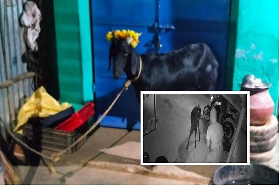 நெல்லை: கோயிலுக்கு நேர்ந்து விடப்பட்ட ஆடு திருட்டு! - கோயிலிலே விட்டுச் சென்ற கொள்ளையன்