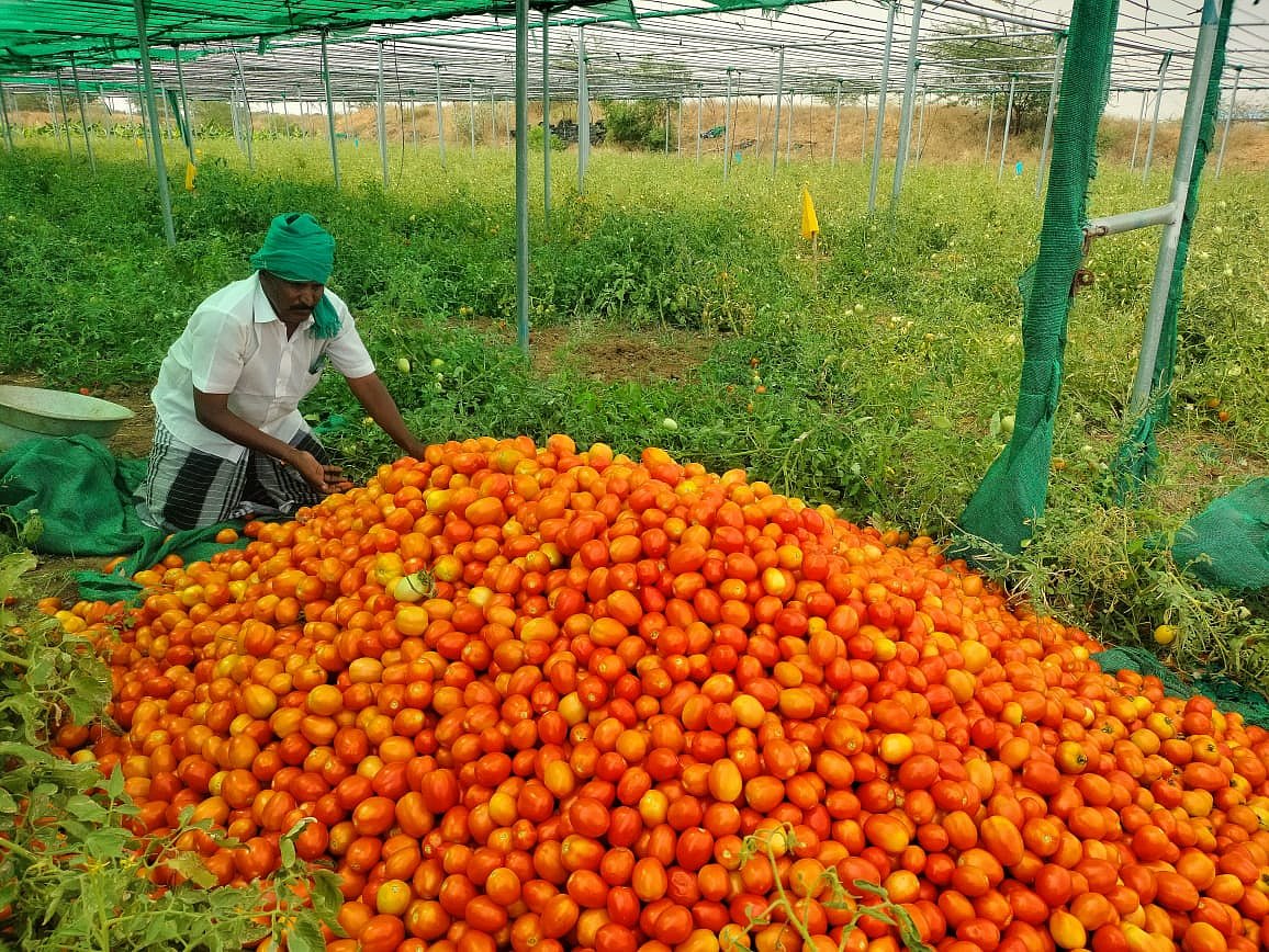 ``கிலோ 1 ரூபாய்க்குகூட வாங்க யாரும் முன்வரலை!