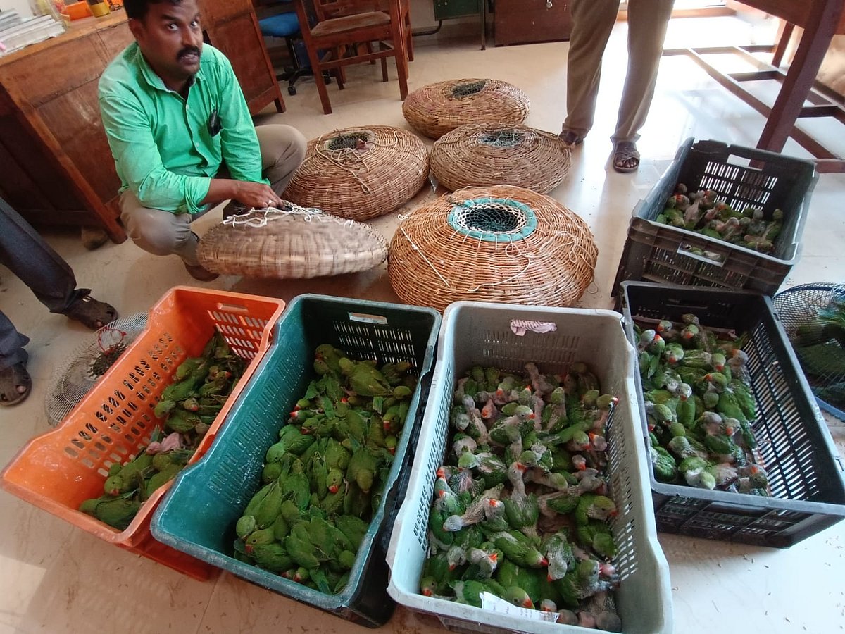 கூடை கூடையாகப் பதுக்கப்பட்டிருந்த பச்சைக் கிளி, முனியாஸ் குருவி குஞ்சுகள்; மீட்ட திருச்சி வனத்துறை!