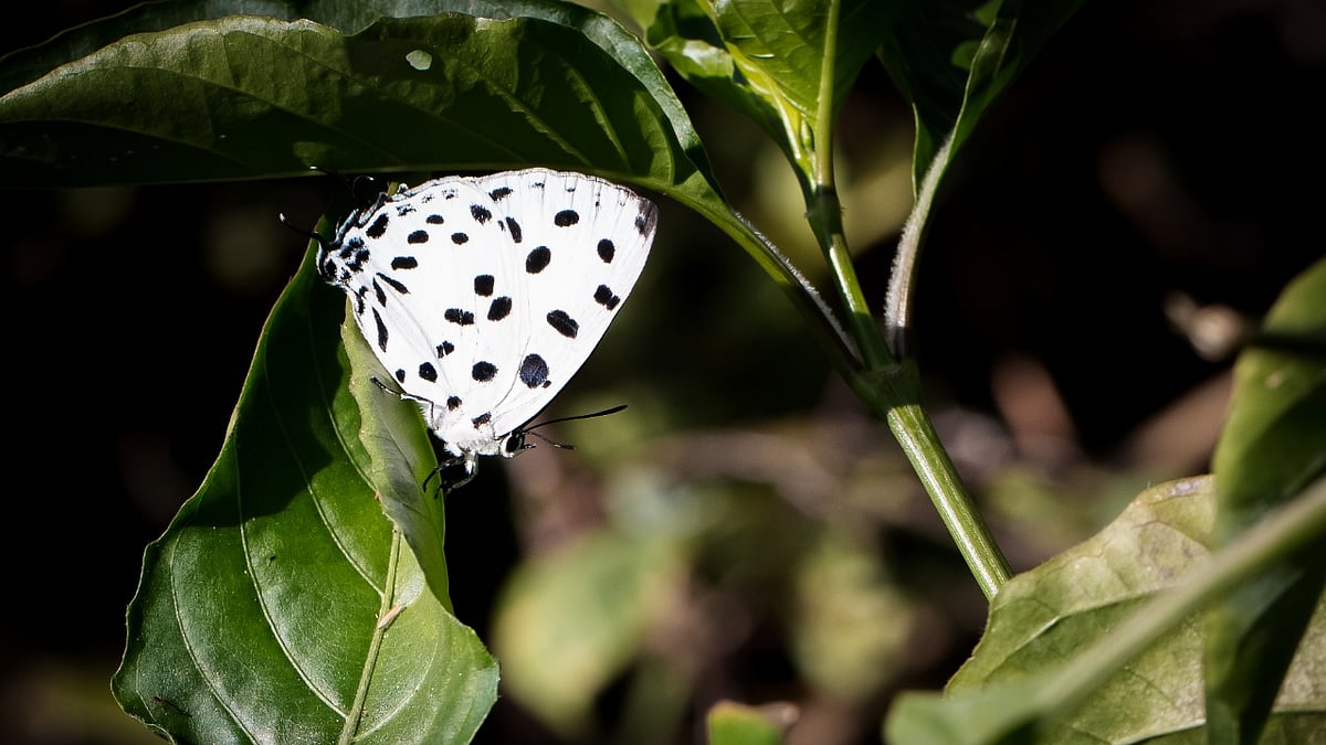 தி ஸ்பாட்டட் ராயல்
