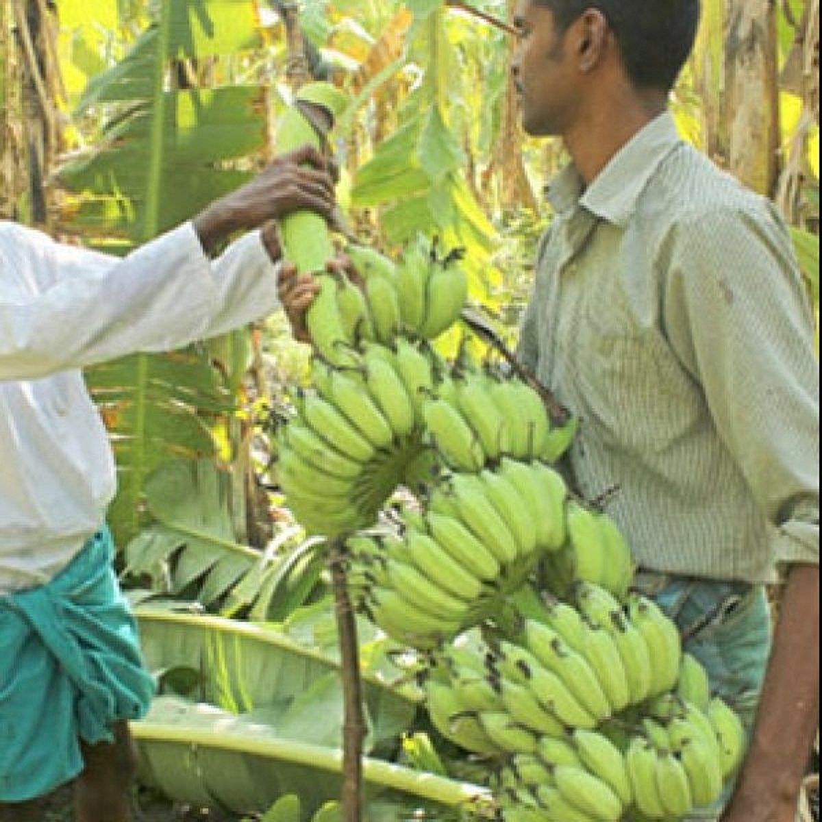 Profitable cultivation of Karpooravalli Banana through Natural Method..! Profitable