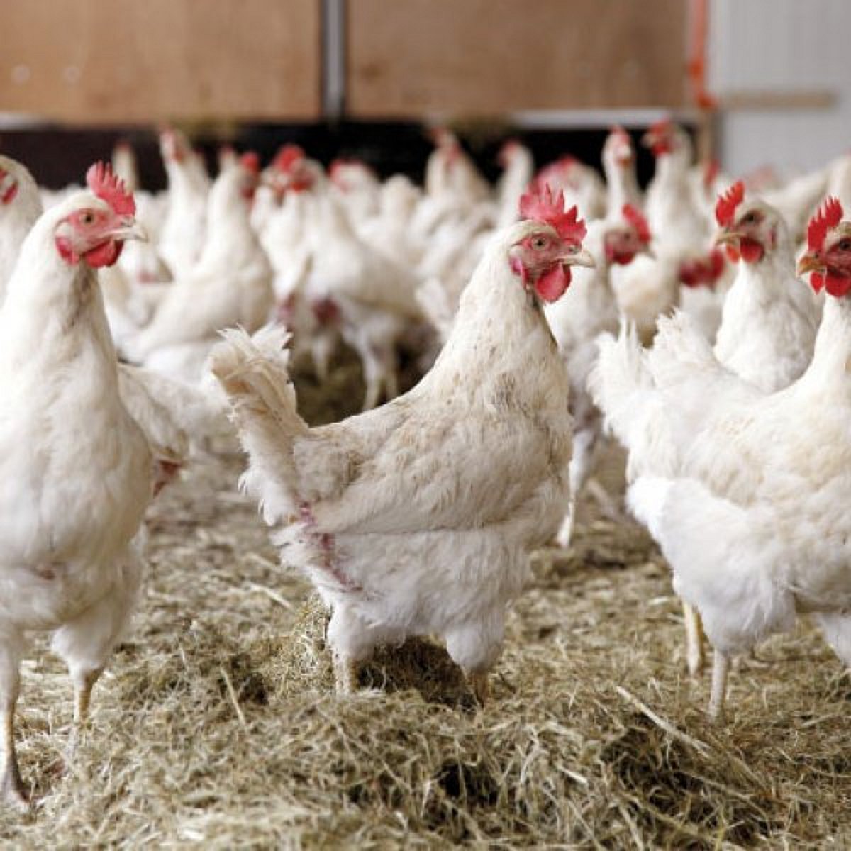 Aval Kitchen 01 September 2017 நாட்டுக்கோழி Vs பிராய்லர் கோழி