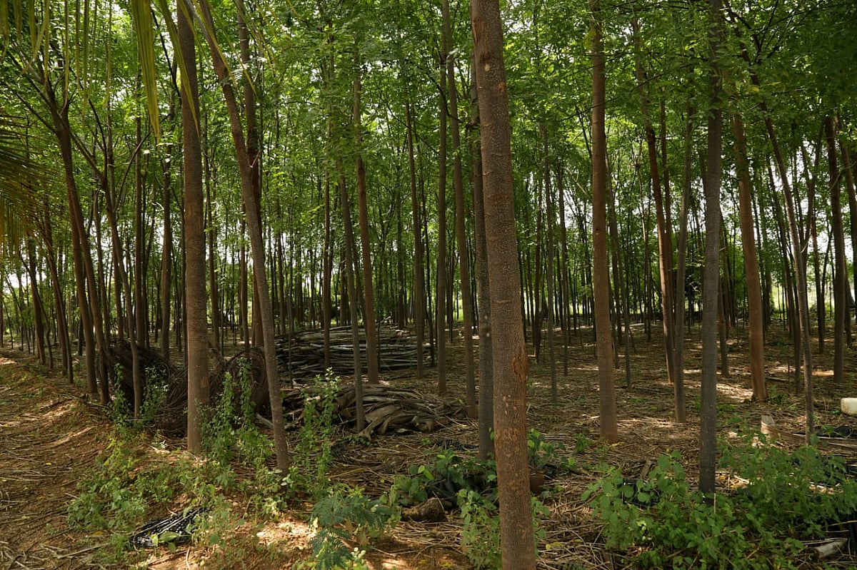 குறுங்காடு