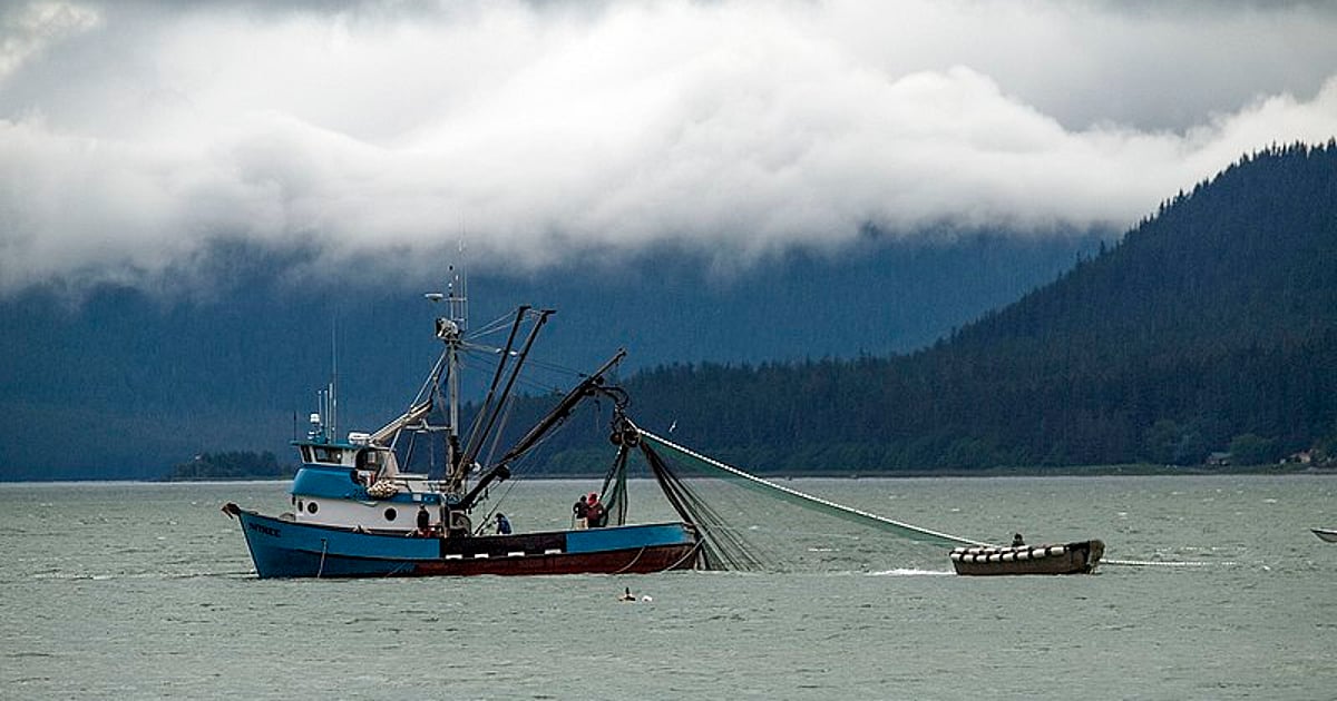 Indonesia mencabut larangan jaring pukat … Perikanan terancam punah! Indonesia mencabut larangan jaring pukat … Perikanan terancam punah!