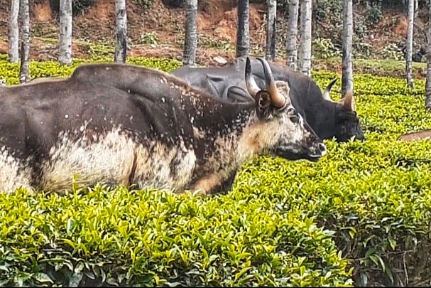 காட்டுமாடு