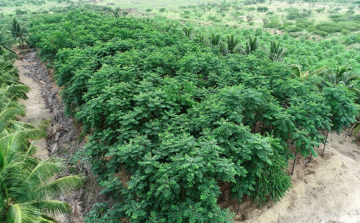 குறுங்காடு