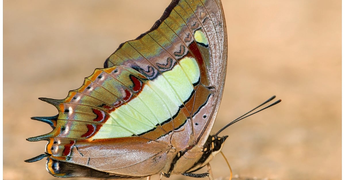 Peneliti yang memilih kupu-kupu nasional … Anda juga dapat memilih! | Tim ahli bekerja untuk memilih kupu-kupu nasional melalui pemungutan suara publik Peneliti yang memilih kupu-kupu nasional … Anda juga dapat memilih! | Tim ahli bekerja untuk memilih kupu-kupu nasional melalui pemungutan suara publik