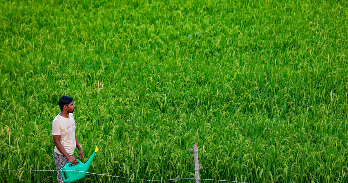 “Kamu bahkan tidak bisa minum dua cangkir teh dengan ini!” – Rebus petani di atas sekotak burung puyuh kaisan “Kamu bahkan tidak bisa minum dua cangkir teh dengan ini!” – Rebus petani di atas sekotak burung puyuh kaisan