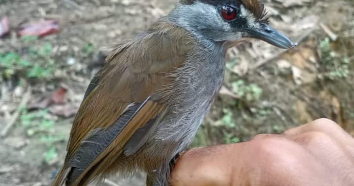 Pengicau Mata Hitam: Burung Langka Ditemukan di Indonesia Setelah 170 Tahun! | Pengicau alis hitam terlihat setelah 170 tahun di Indonesia Pengicau Mata Hitam: Burung Langka Ditemukan di Indonesia Setelah 170 Tahun! | Pengicau alis hitam terlihat setelah 170 tahun di Indonesia