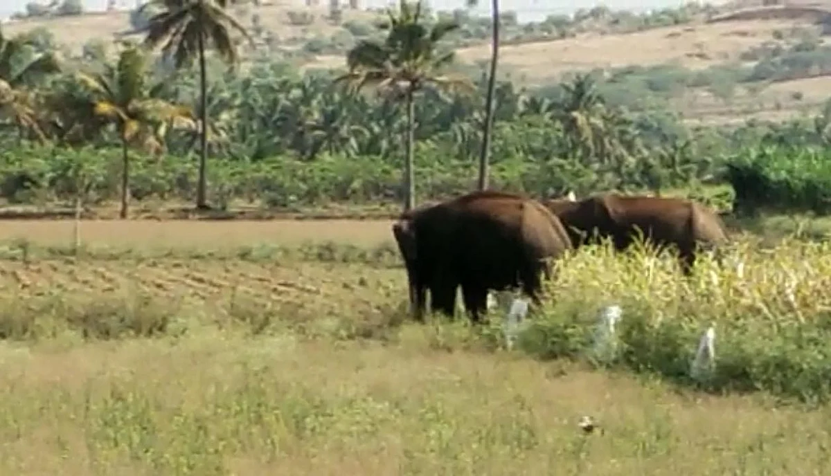 கோவை: ஊருக்குள் நுழைந்த காட்டு யானைகள்... தாக்கப்பட்ட பசு மாடுகள்... பதற்றத்தில் மக்கள்! 3 IMG 20210416 WA0024 Tamil News Spot
