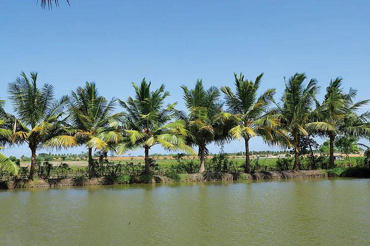 அரை ஏக்கர்... ரூ.80,000 - மீன் வளர்ப்பில் அருமையான வருமானம்..! 4 60d4040feb50f Tamil News Spot