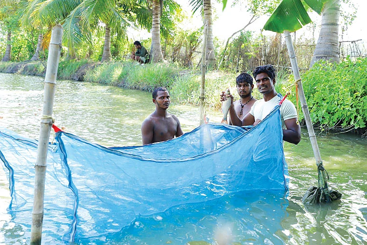 அரை ஏக்கர்... ரூ.80,000 - மீன் வளர்ப்பில் அருமையான வருமானம்..! 3 60d40413baef5 Tamil News Spot