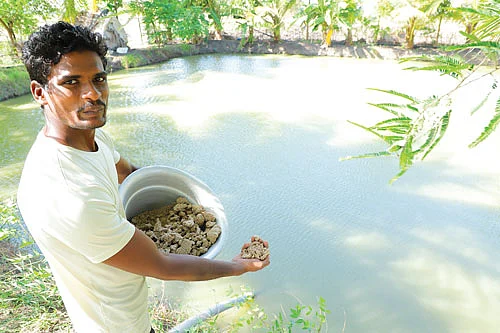அரை ஏக்கர்... ரூ.80,000 - மீன் வளர்ப்பில் அருமையான வருமானம்..! 7 60d40418a9242 Tamil News Spot