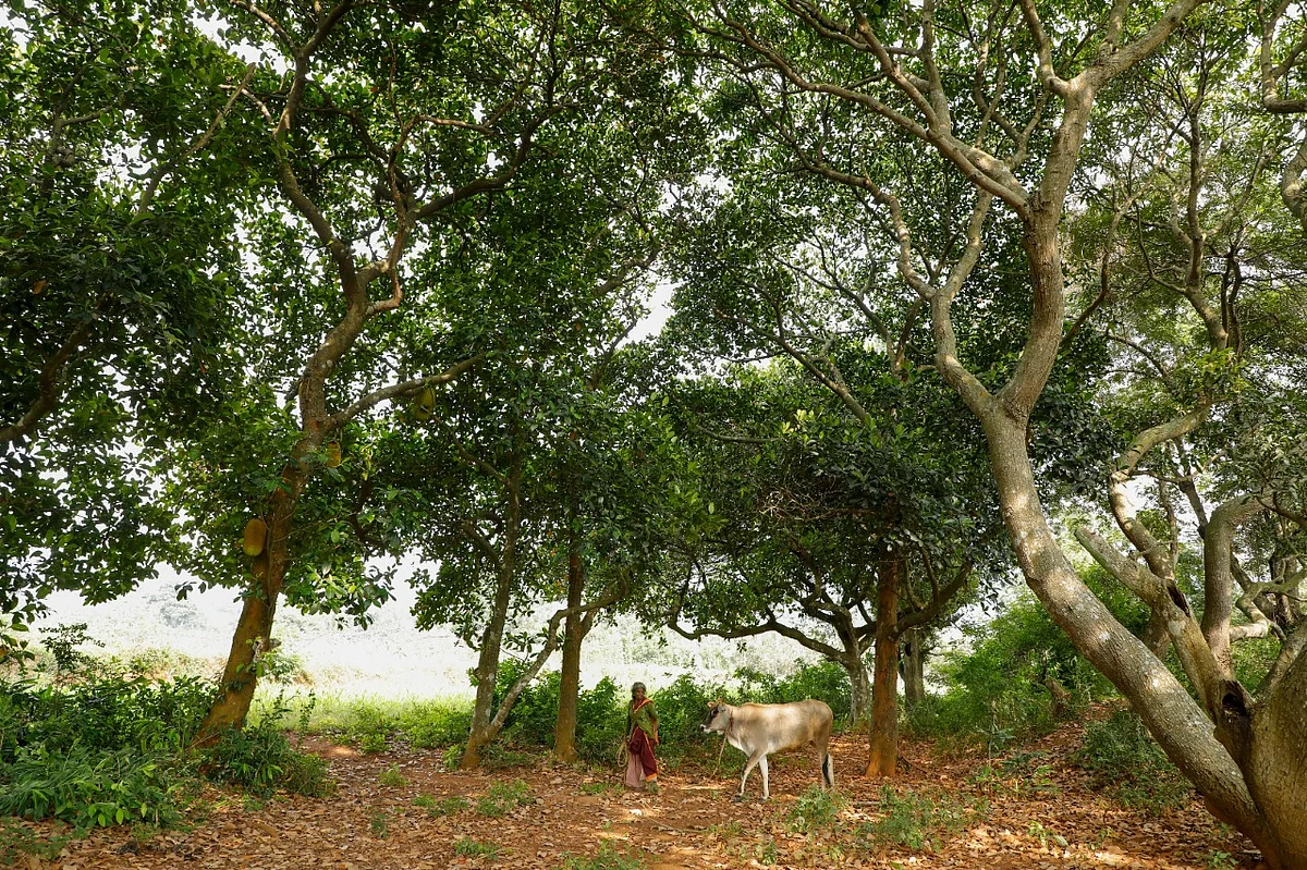 பச்சைமலை: அடர் மரங்கள், இதமான காற்று, அழகிய அருவிகள் - பசுமைபோர்த்திய திருச்சி ஹேங்அவுட் ஸ்பாட்! 4 873862c4 b95a 4493 81b9 6103fb3fb0fa Tamil News Spot