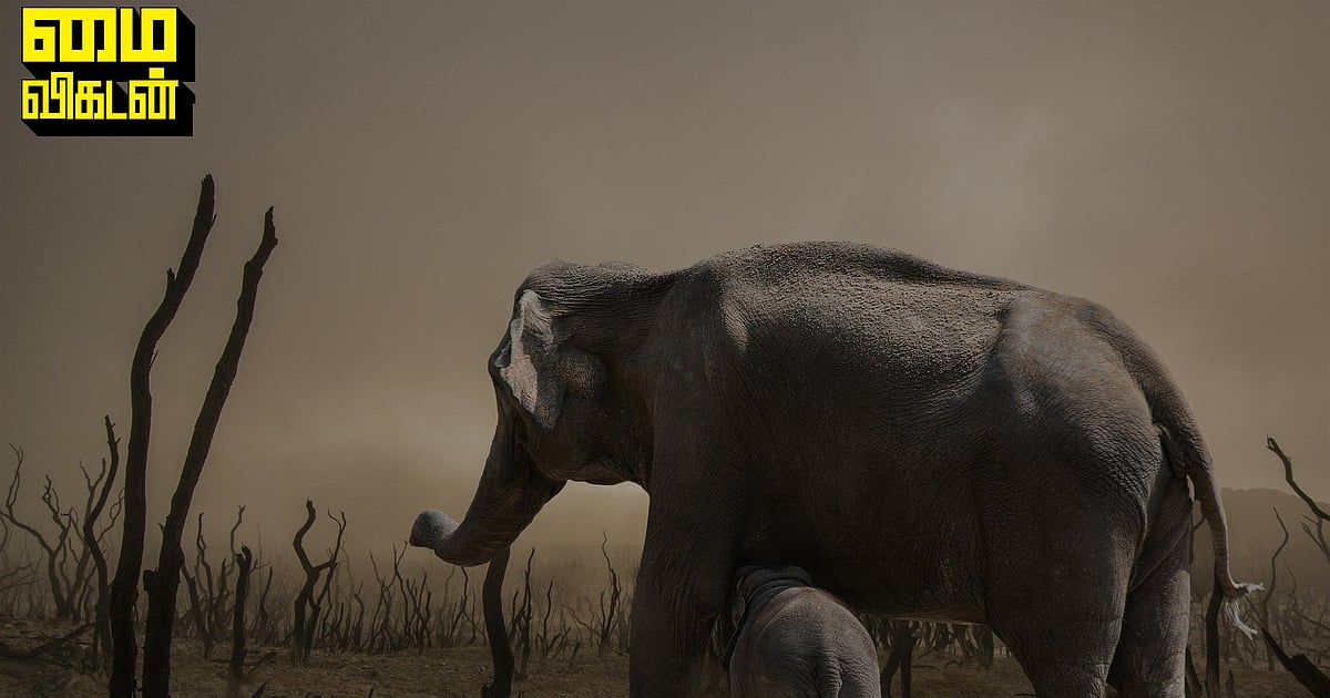 Penelitian mengatakan bahwa bencana keenam telah dimulai! – Peringatan dunia binatang | Artikel vecatan saya tentang penipisan ozon Penelitian mengatakan bahwa bencana keenam telah dimulai! – Peringatan dunia binatang | Artikel vecatan saya tentang penipisan ozon