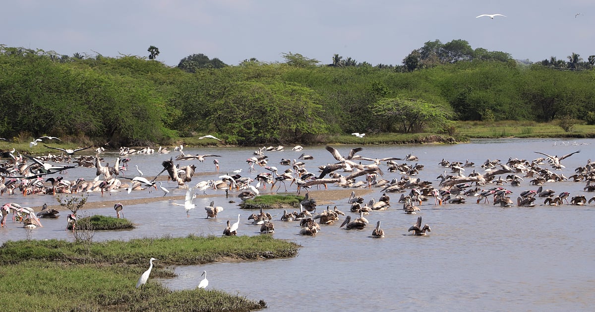 Tamil Nadu: Suaka Burung ke-16 dinyatakan sebagai lahan basah rawa!  Selamat datang para pecinta alam.  – Kazhuveli dinyatakan sebagai Suaka Burung ke-16 di Tamil Nadu. Tamil Nadu: Suaka Burung ke-16 dinyatakan sebagai lahan basah rawa!  Selamat datang para pecinta alam.  – Kazhuveli dinyatakan sebagai Suaka Burung ke-16 di Tamil Nadu.
