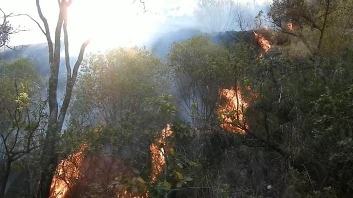 கொடைக்கானல் பெருமாள்மலையில் திடீர் தீ விபத்து! - தீயை அணைக்க போராட்டம் | Sudden fire in Kodaikanal; The forest department is fighting to put out the fire