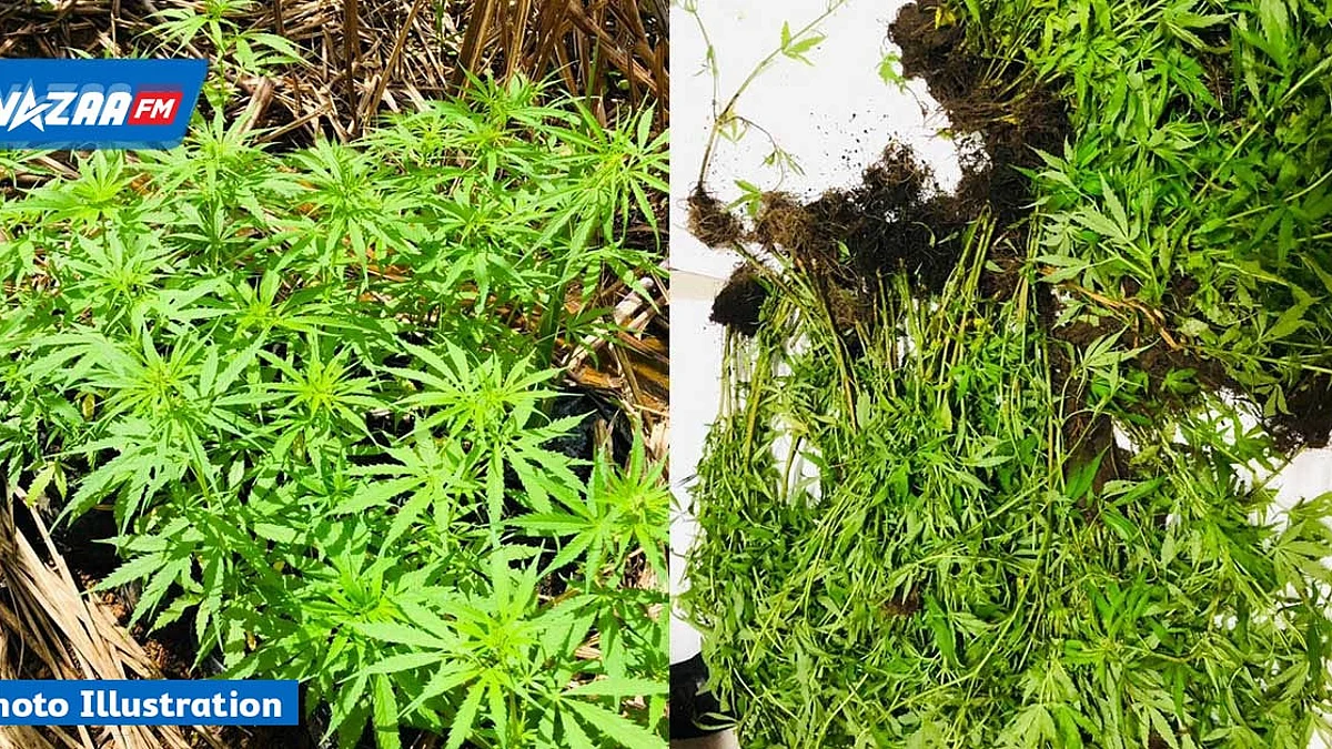 Rivière des Galets : des plantes de cannabis découvertes dans une maison abandonnée