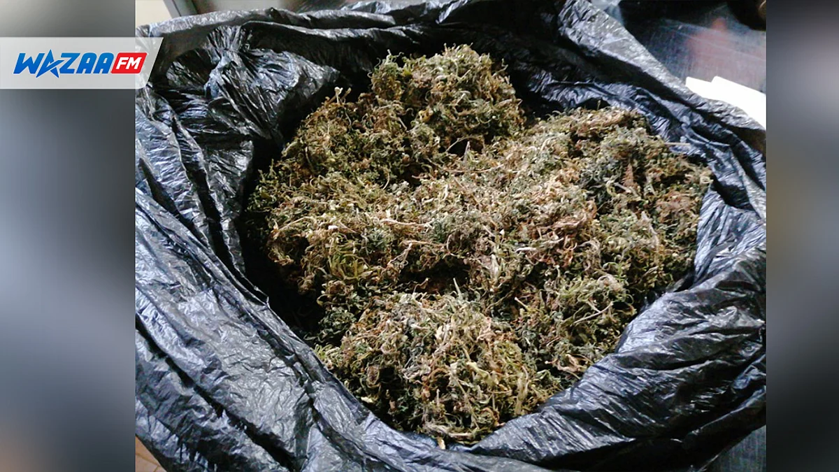 Rivière-Noire : une importante livraison de cannabis tourne au vinaigre