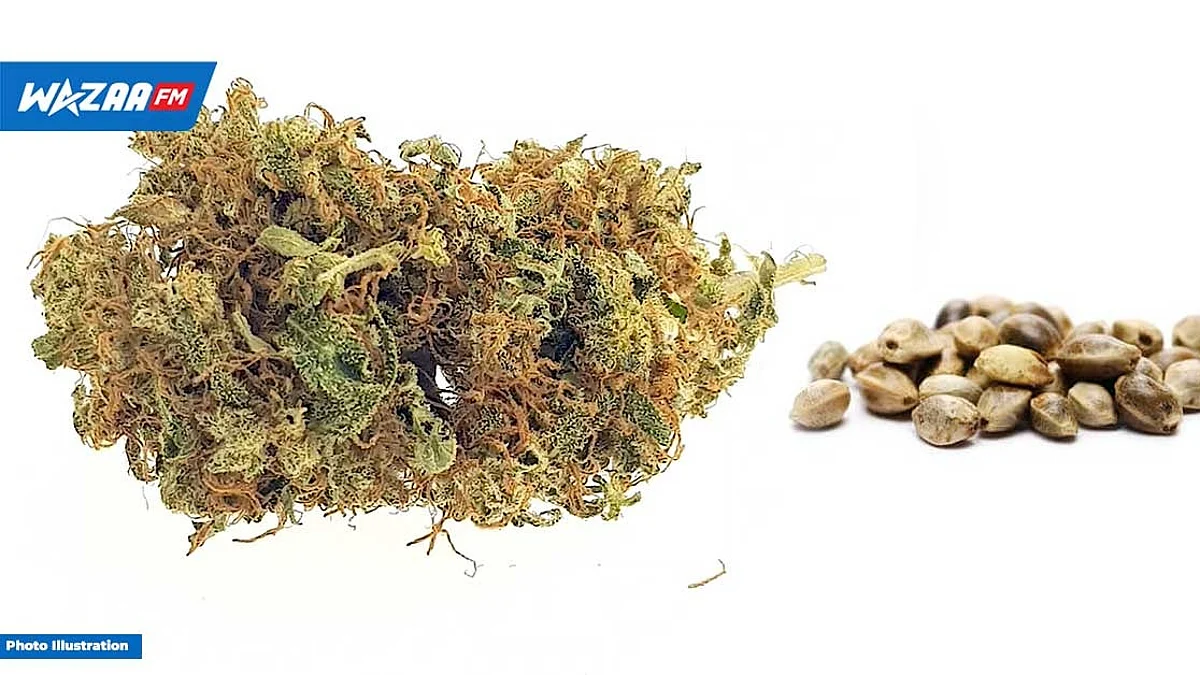 Marijuana : l’ADSU découvre la planque d'une quadragénaire