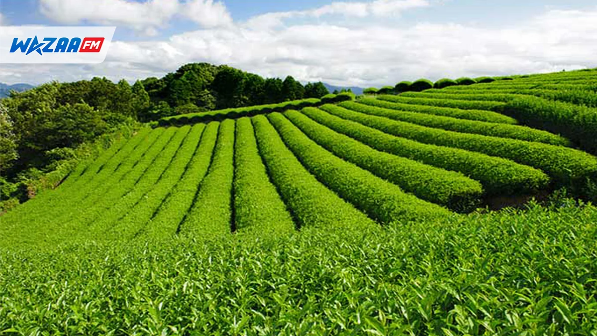 Production de thé : une croissance de 20% notée