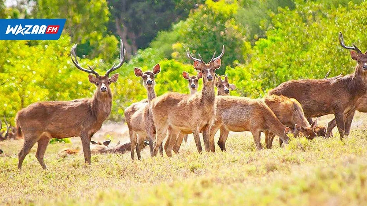 Chasse aux cerfs : la saison 2022 débute 1er juin et termine le 30 septembre