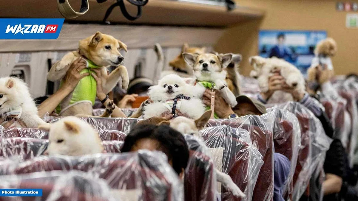Au Japon : Voyager à bord d'un TGV avec son chien est désormais une réalité
