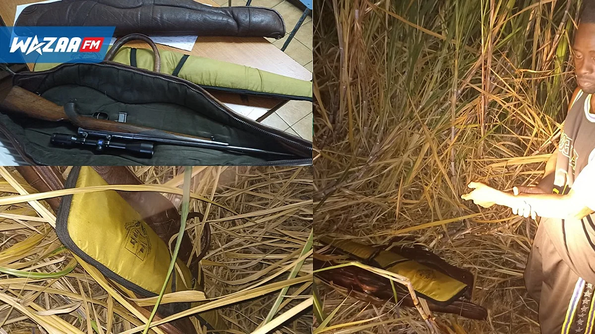 Des armes volées retrouvées dans un champ de cannes