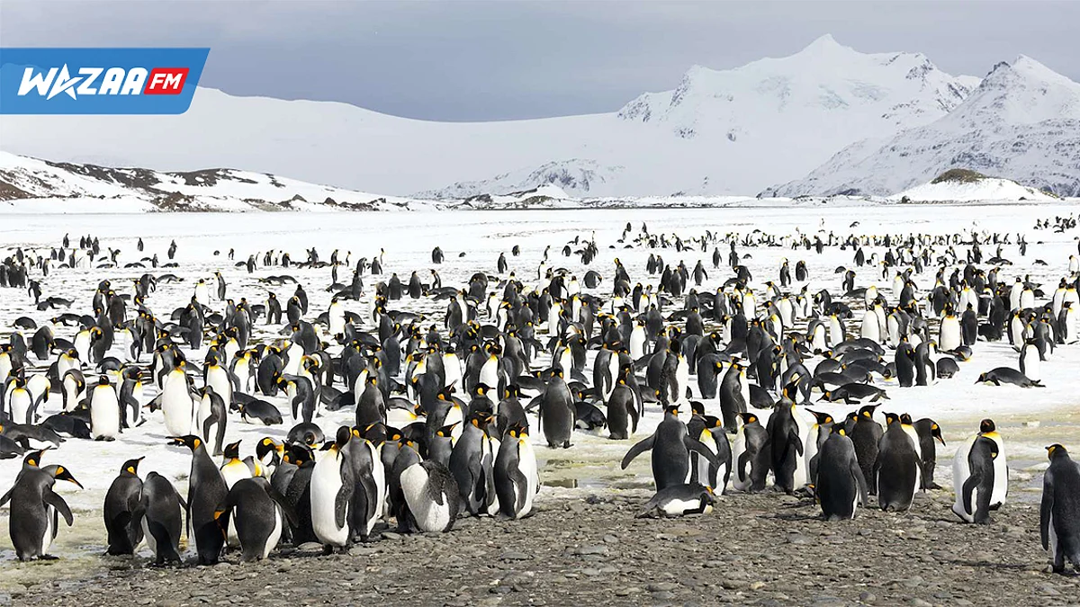Antarctique : les manchots empereurs risquent de disparaître dans 25 - 30 ans