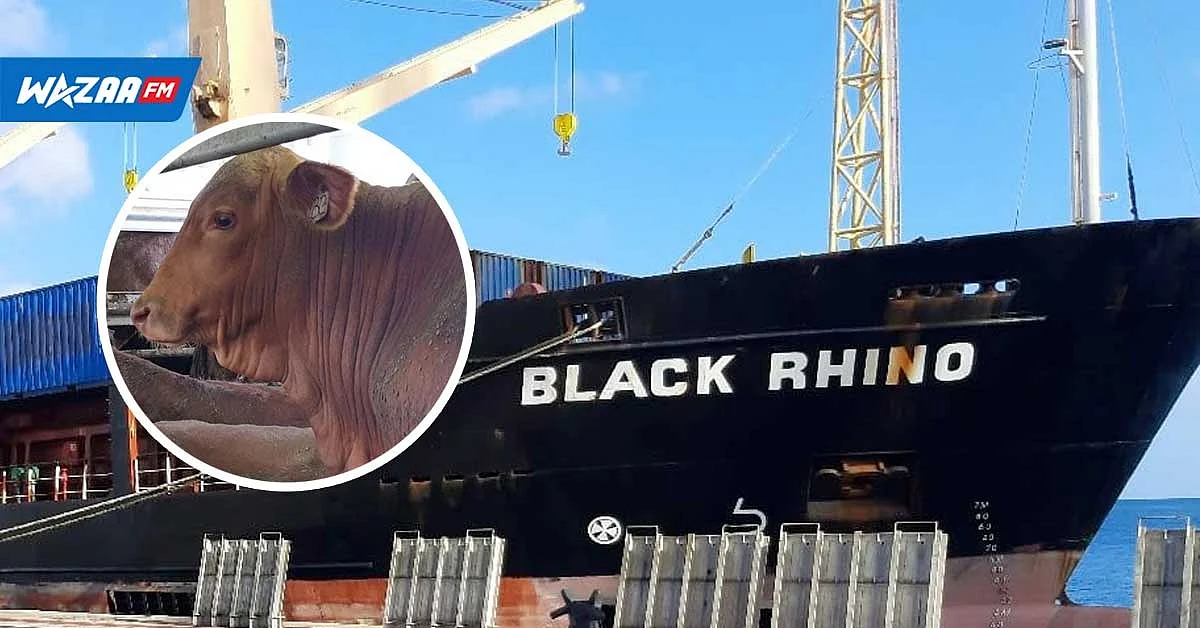 Rodrigues - Importation du bétail : un deuxième contingent attendu à Maurice, ce lundi 2 mai
