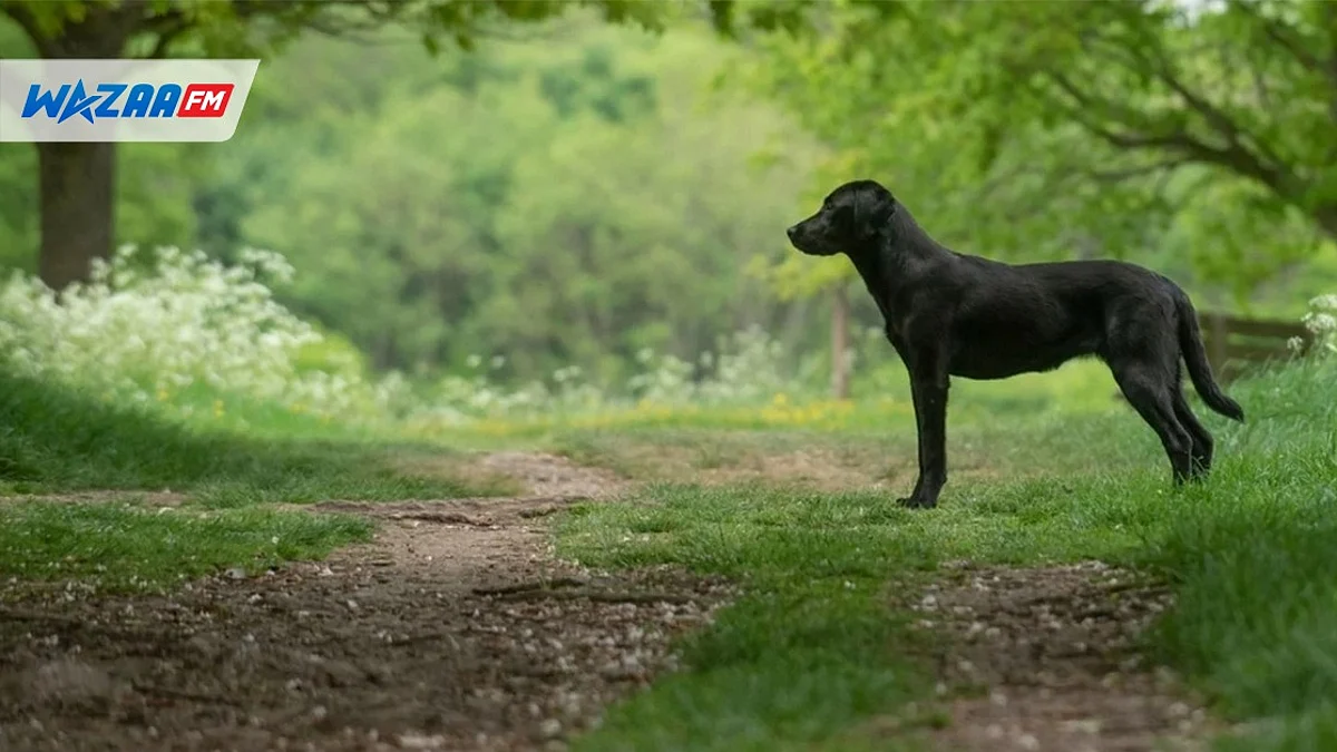 Texas : portée disparue depuis trois jours, les aboiements de son chien conduisent les sauveteurs vers elle…