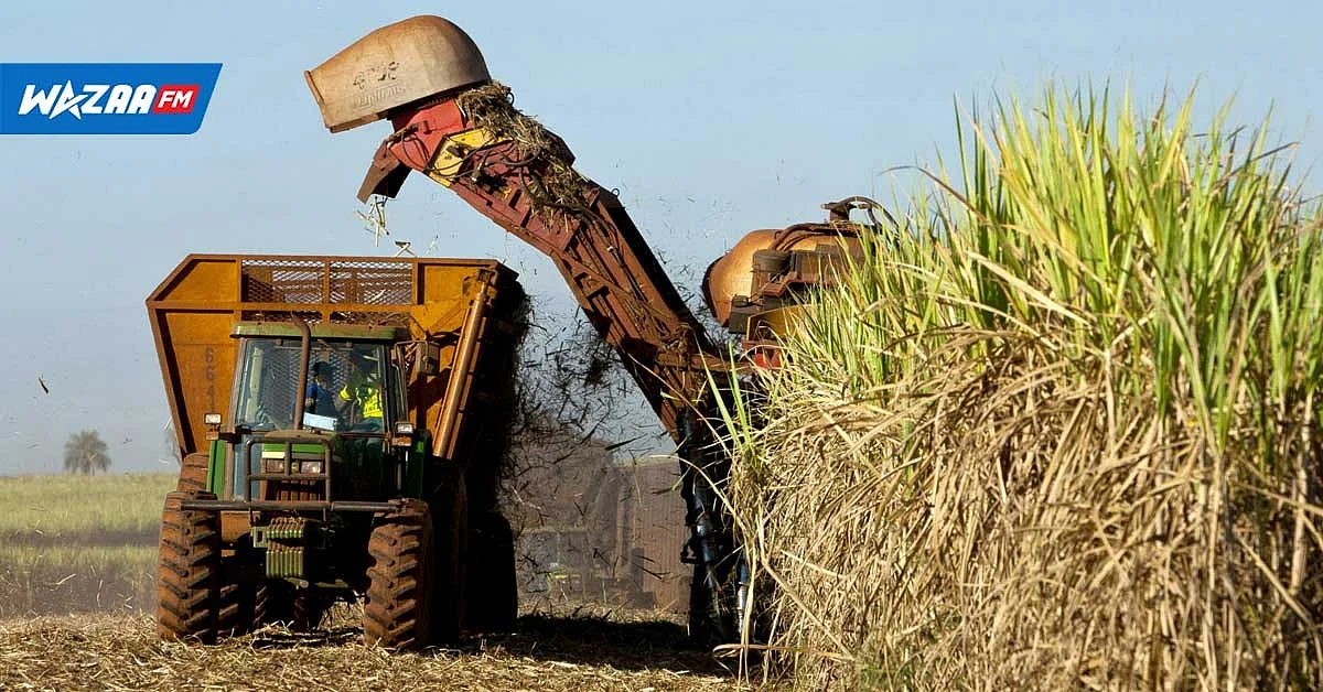 Industrie sucrière : la situation s’améliore comparée à 2021 –Rs 1,9 milliard de profits nets pour Alteo
