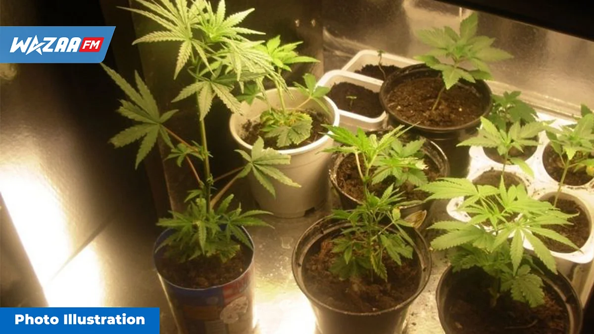 17 plantes de cannabis déracinées du toit d'un immeuble abandonné à ex-Mon Desert Sugar Estate