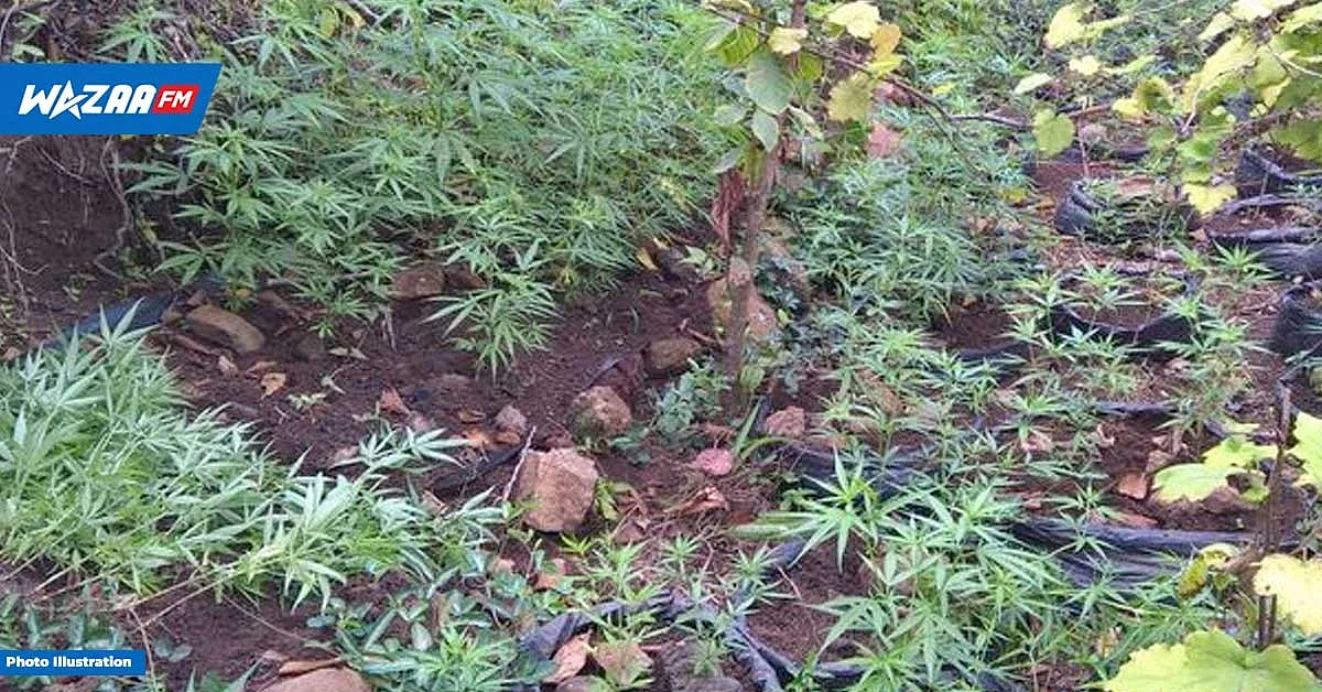 Crève-Cœur : des plants de cannabis déracinés dans des régions montagneuses