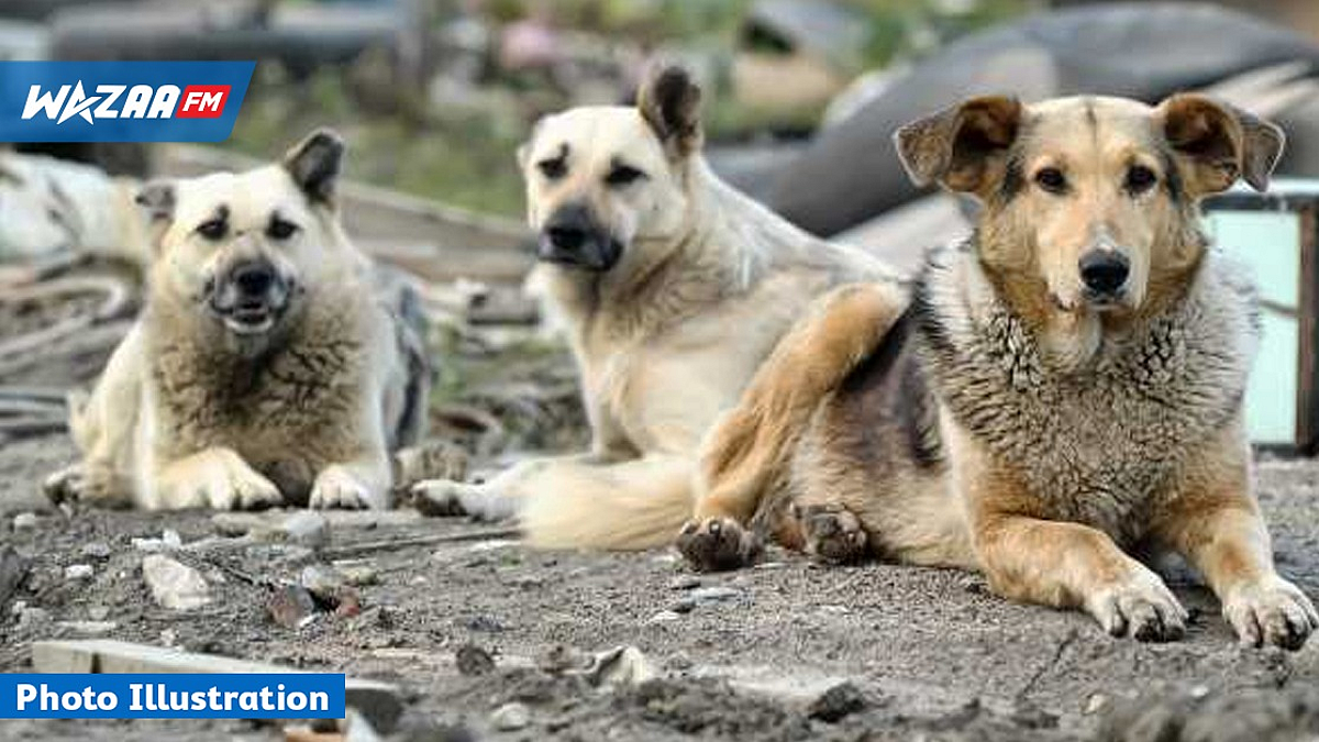 Trois chiens empoisonnés sous les yeux de leur maîtresse