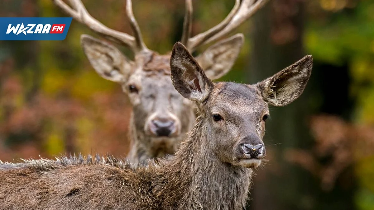 Chasse aux cerfs : le coup d’envoi de la saison donné le mercredi 1e Juin