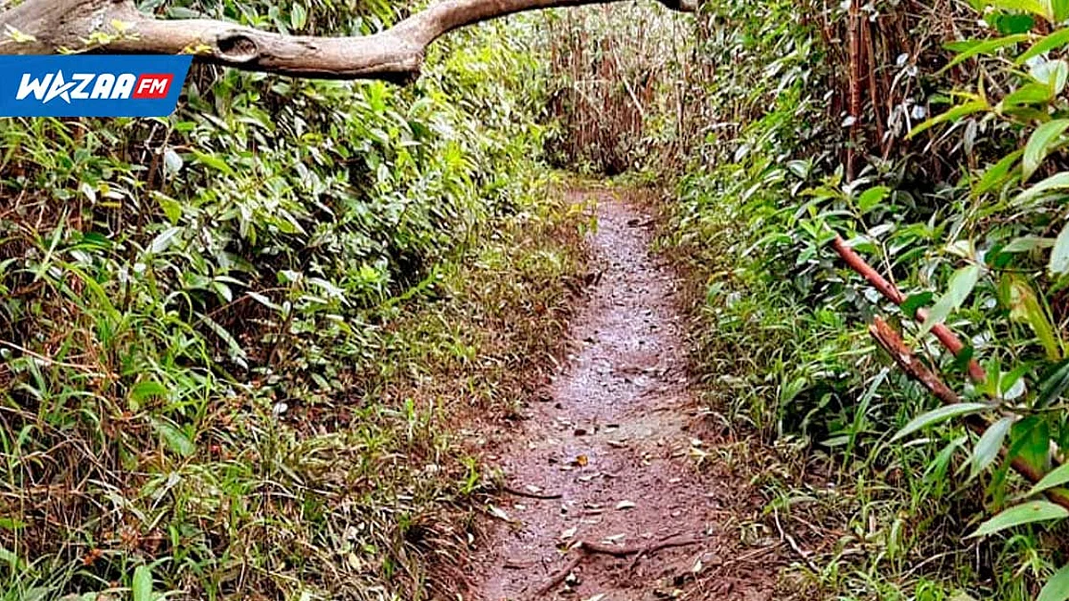 Plaine-Champagne : un randonneur égaré passe la nuit dans la forêt
