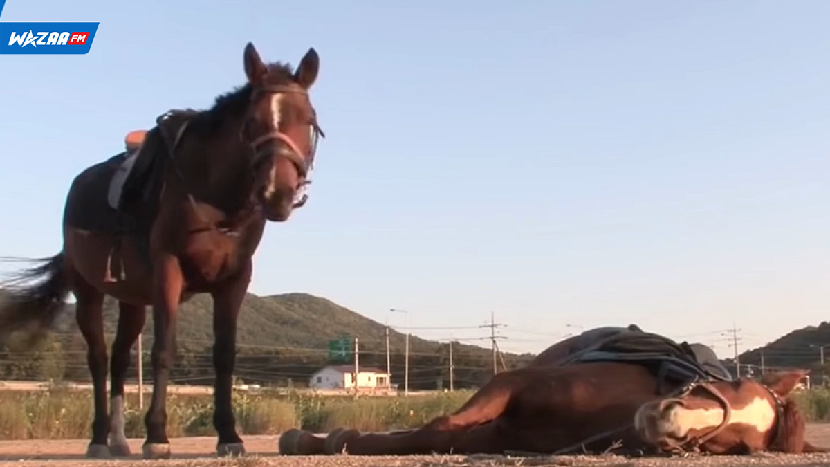 Video Buzz: Meet JINGANG the 'Drama King' horse