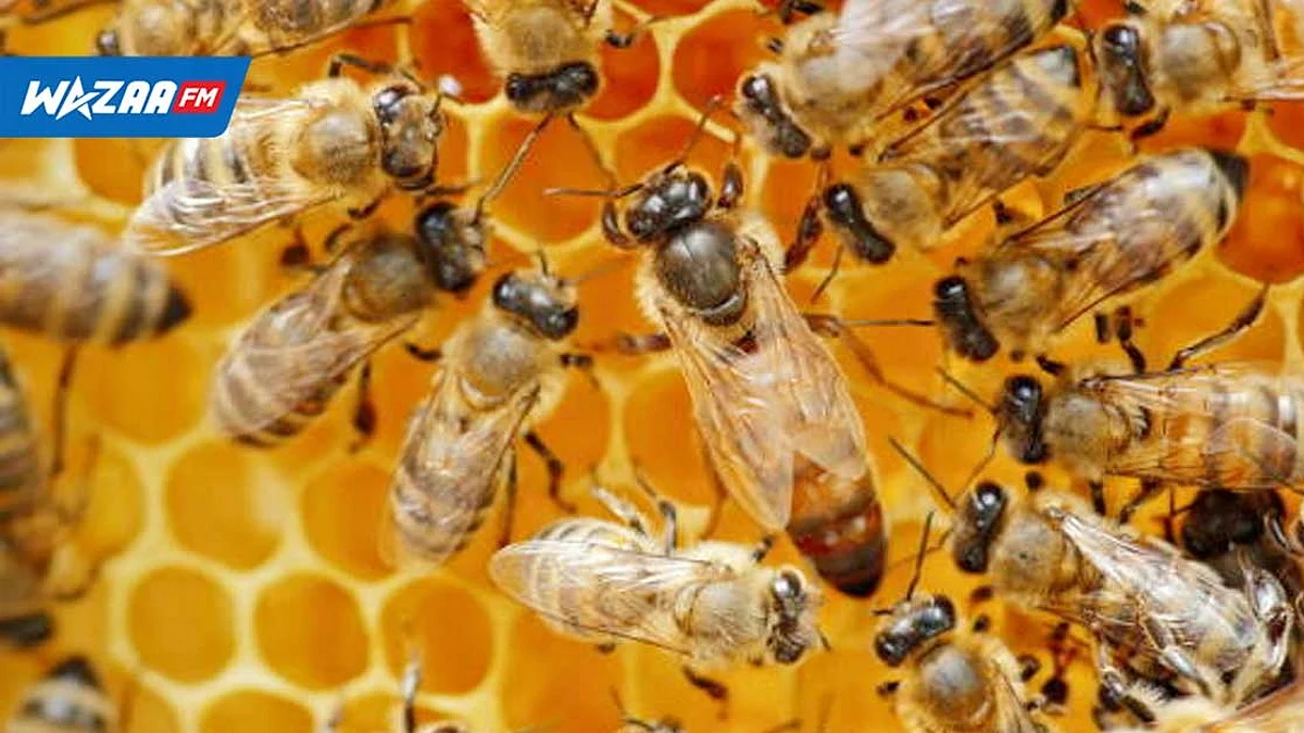 Environnement : la population d’abeilles à Maurice pas insensible aux effets de l’hiver