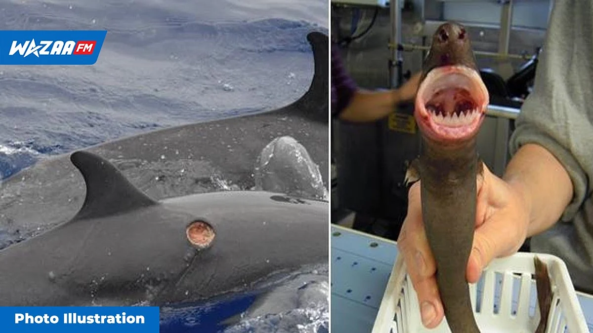 Shark Awareness Day : Le « cookie cutter shark », un prédateur fascinant