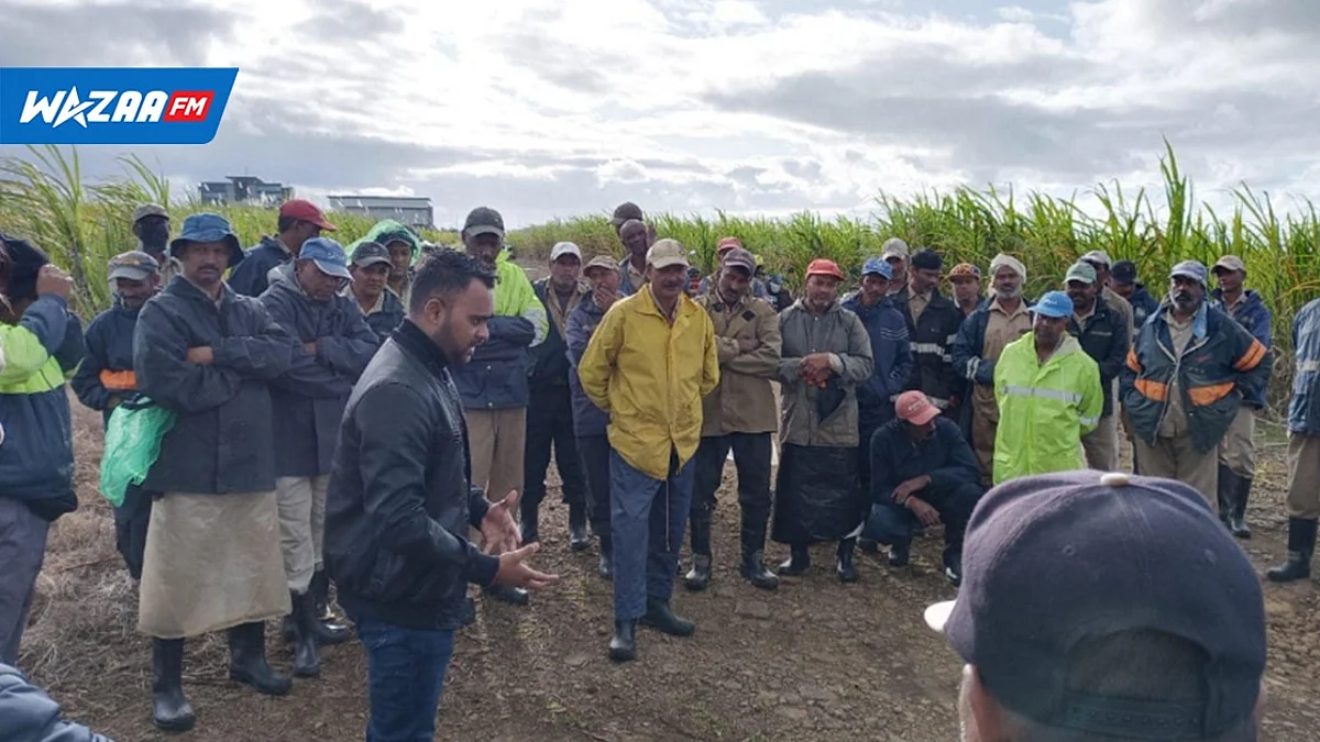 Rose Belle Sugar Estate : des économies notables résultent sur des bénéfices de l’année financière 2021-2022