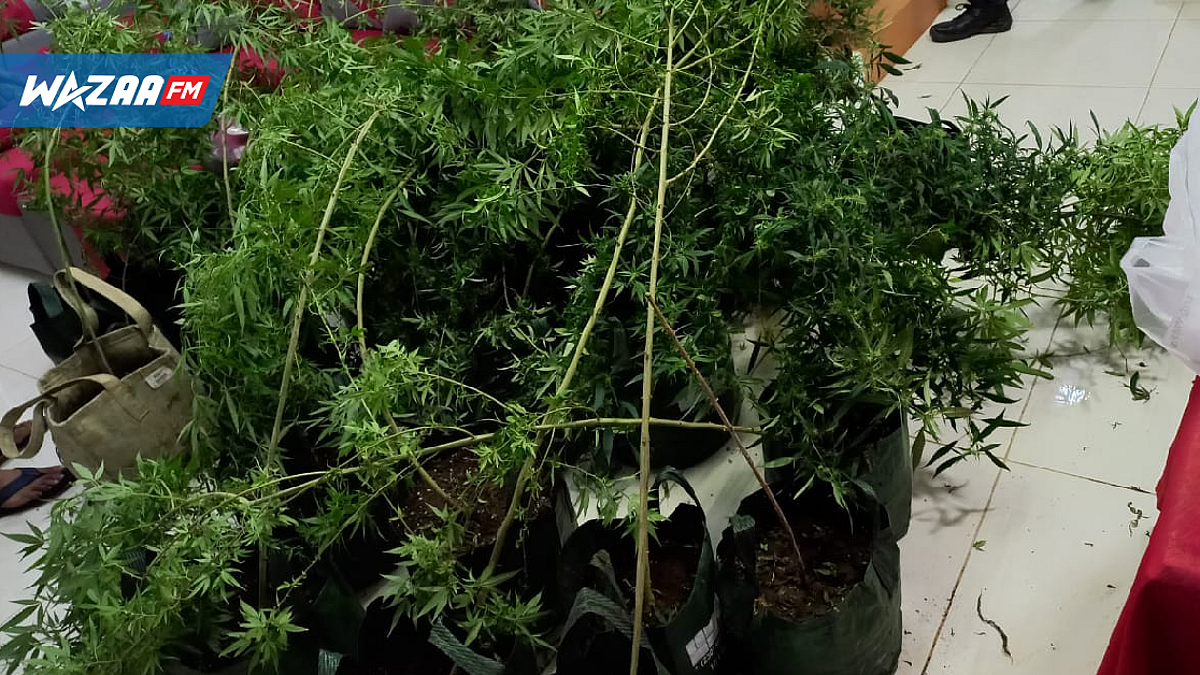 Du cannabis valant Rs 1,4 M découvert au domicile d'un quinquagénaire