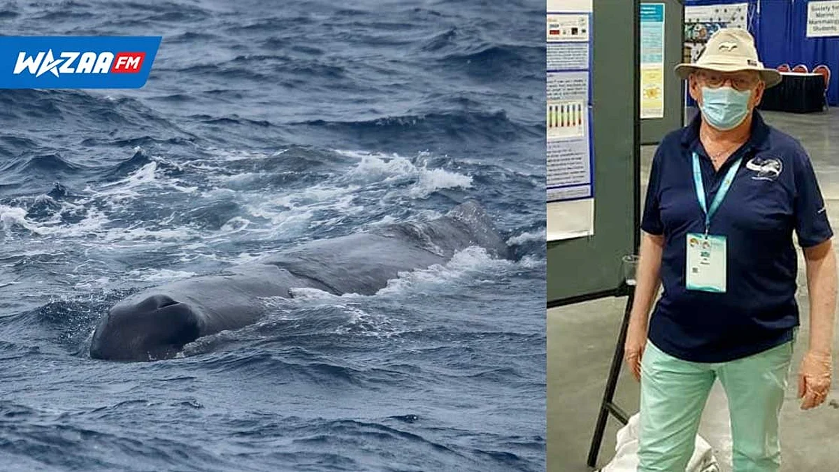 Biologie Marine : La MMCO participe à la 24e Conférence biennale sur les mammifères marins
