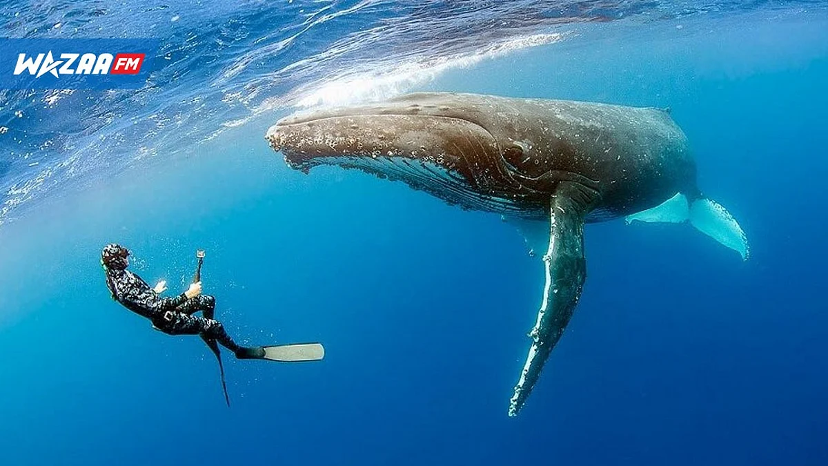 Hugues Vitry : « Il n’y a plus aucun respect de la part de certains opérateurs pour nos baleines »