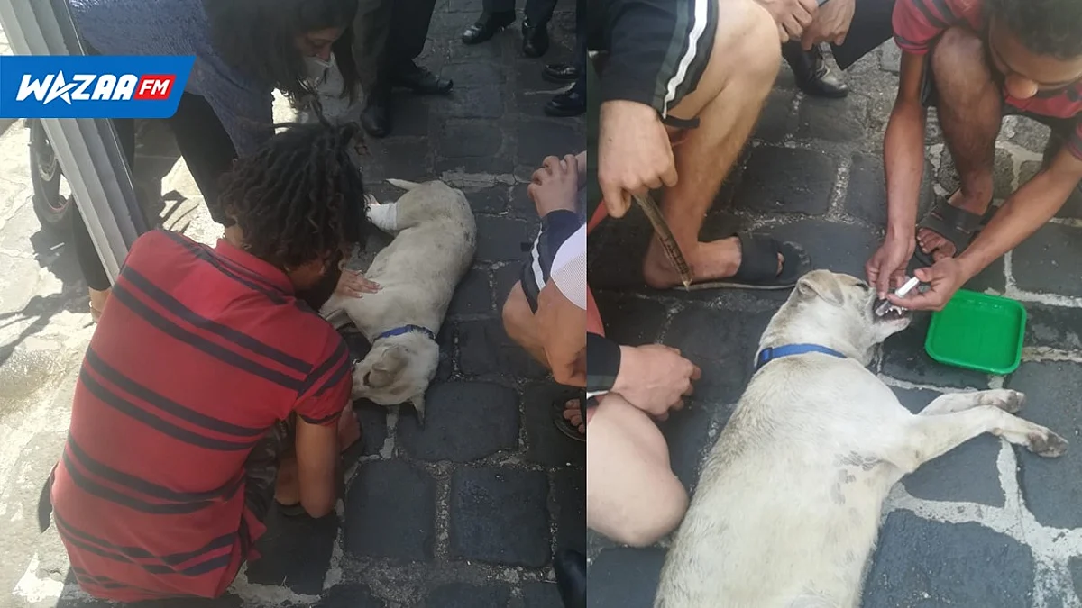 Port-Louis : Formidable élan de solidarité pour sauver Bake, le chien d’un SDF