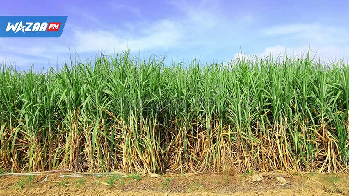 Coupe 2022: la production sucrière baisse de 10 000 tonnes