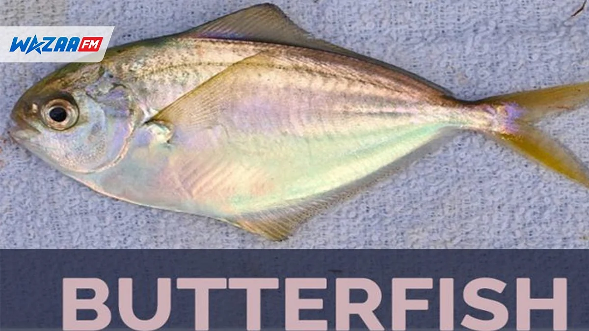 Pêche : le « Butterfish » désormais autorisé à l’importation et la vente sur le marché local