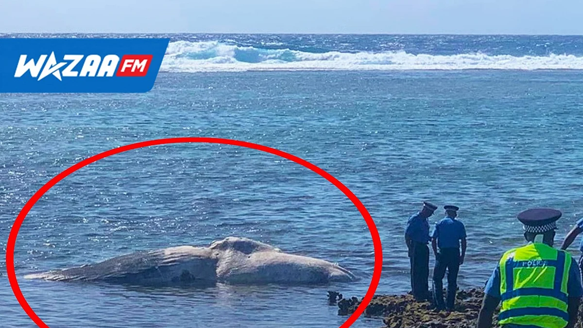 Rodrigues: un second cachalot retrouvé mort dans le lagon en l’espace de quelques mois