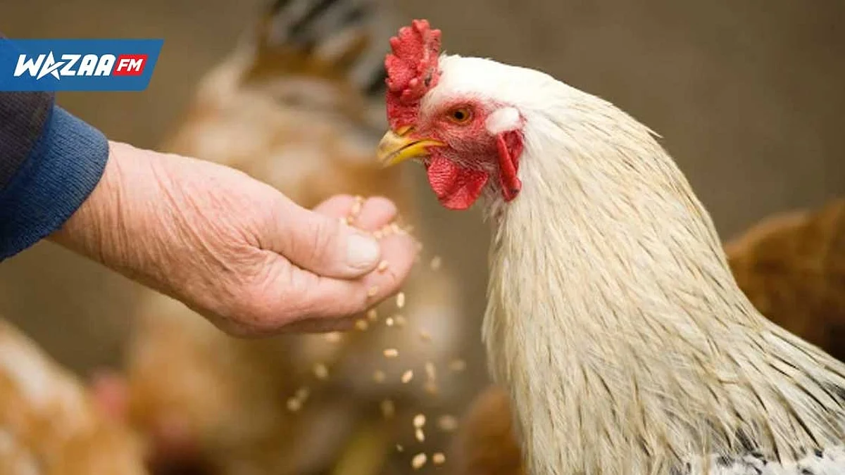 Grippe aviaire : un foyer relevé dans trois élevages à La Réunion