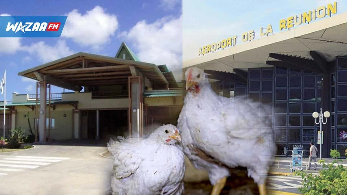 Vols Réunion-Rodrigues: les passagers informés de la prévalence de la grippe aviaire à l’île-sœur